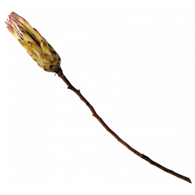 Protea naturalna liana gałąź